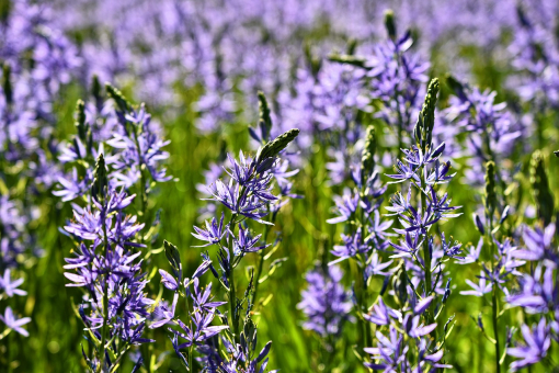 Gewöhnliche Prärielilie -  Camassia cusickii 