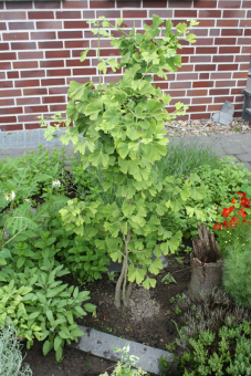 Ginkgo David - Ginkgo biloba Stämmchen 