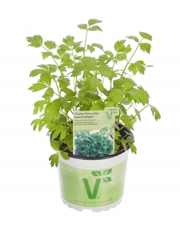 Glatte Petersilie Petroselinum crispum Gigante di Napoli 