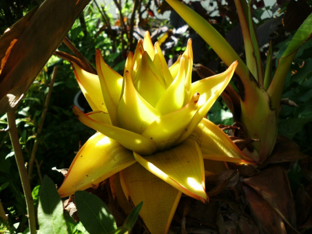Golden Lotus Banane Musella lasiocarpa 