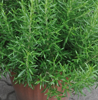 Gourmetrosmarin Rosmarinus officinalis  Abraxas 