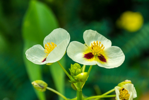 Graspfeilkraut Sagittaria graminea 
