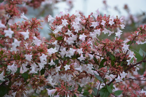 Großblumige Abelie -Abelia Edward Goucher 