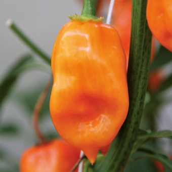 Habanero Chili Calita® Orange im 11 cm Topf 