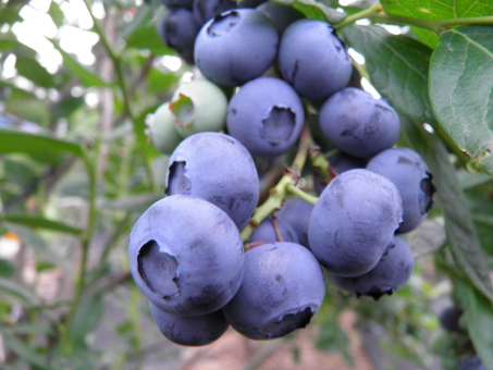 Heidelbeere Duke Vaccinium corymbosum 