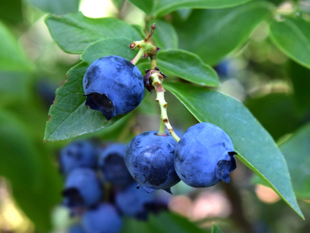 Heidelbeere North Country  Vaccinium corymbosum 