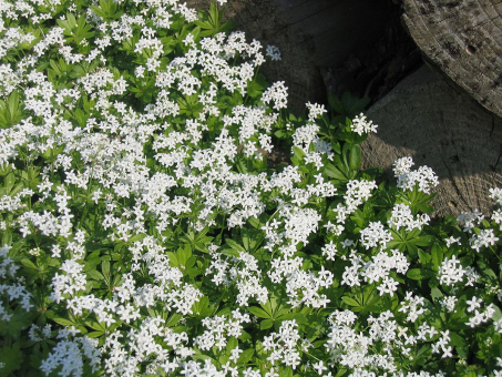 Heimischer Waldmeister - Galium odoratum 