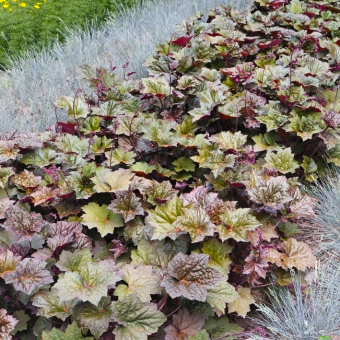Purpurglöckchen Heuchera - micrantha Palace Purple 
