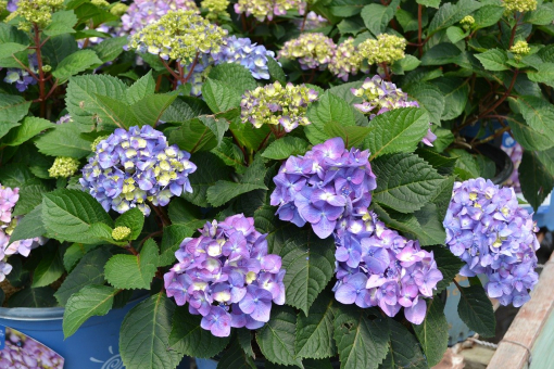 Hortensie - Endless Summer® blau the original 