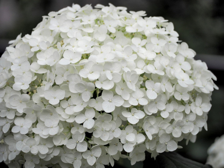 Hortensie - Endless Summer® weiß The Bride 