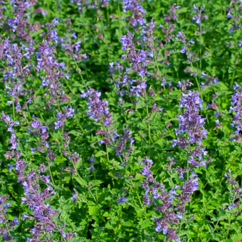 Katzenminze Nepeta - faassenii preisgeber preisgeber