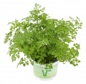 Kerbel Anthriscus cerefolium Massa 
