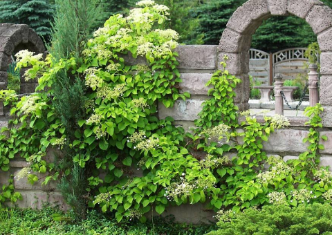 Kletterhortensie - Hydrangea petiolaris 