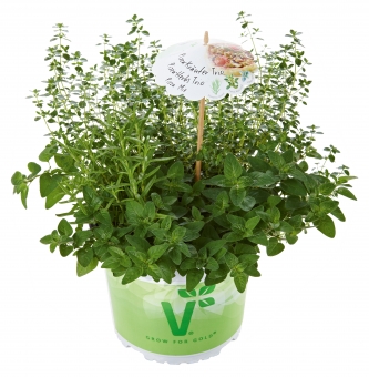 Kräuter-Trio Pizza Mix Rosmarin, Thymus, Origanum 