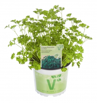 Krause Petersilie Petroselinum crispum Grandeur® 