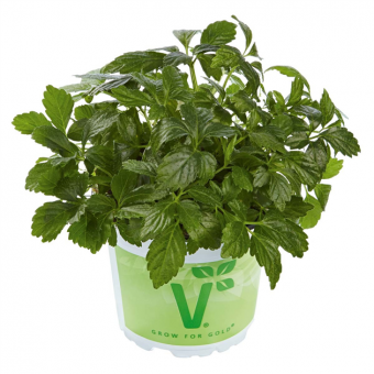 Kraut des Lebens Gynostemma pentaphyllum Jiaogulan 
