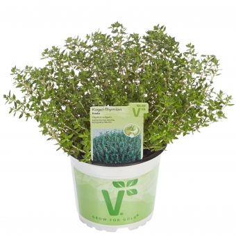Kugel-Thymian Thymus vulgaris Fredo 