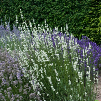 Lavendel Lavandula - angustifolia weiß 