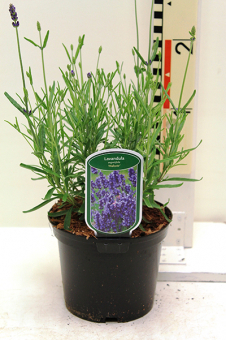 Lavendel Lavandula - angustifolia Hidcote Blue Topfgröße - 2 Liter Topfgröße - 2 Liter
