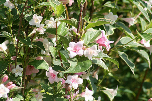 Liebliche Weigelie Pink Poppet 