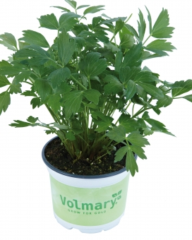 Liebstöckel, Maggikraut Levisticum officinale Verino® 