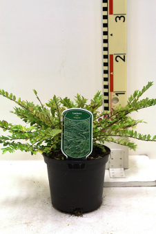 Lonicera nitida 'Maigrün' - Böschungsmyrthe, Heckenmyrhte, Heckenkirsche 2 Liter Topf 2 Liter Topf