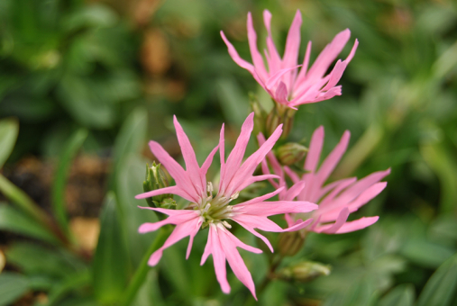 Zwergkuckucksblume Lychnis flos-cuculi Nana 