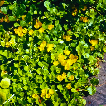 Pfennigkraut, Felberich Lysimachia  - nummularia 