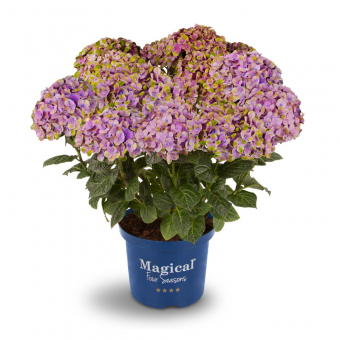 Magical Coral® Hortensie 