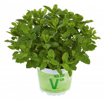 Marokkanische Minze Mentha spicata var. crispa Marokko 