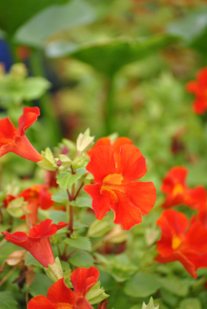 Gauklerblume rot Mimulus cupreus "Roter Kaiser" 