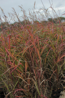 Miscanthus ( Chinaschilf ) - sinensis Ghana 