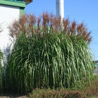 Miscanthus ( Chinaschilf ) - sinensis Malepartus 