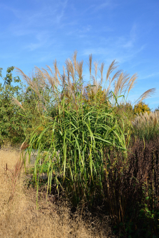 Miscanthus ( Chinaschilf ) - sinensis Zwergelefant 