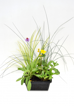 Mixkorb Gras und Blühpflanzen 