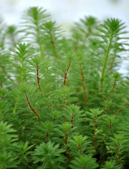 Tausendblatt Myriophyllum verticillatum 