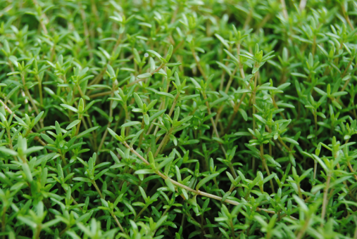 Nadelkraut Crassula recurva 