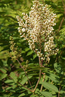 Niedrige Fiederspiere Sem - Sorbaria sorbifolia 
