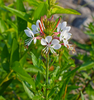 Prachtkerze Gaura - lindheimeri weiß 