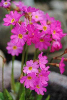 rosa Rosenprimel Primula rosea 