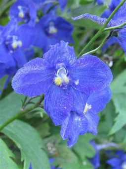 Rittersporn Delphinium  - Belladonna Hybr. Atlantis 