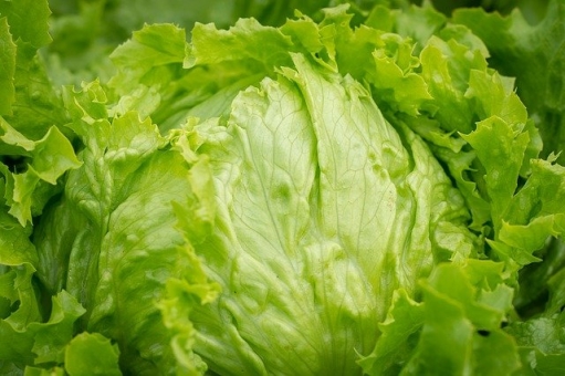 Salat Eissalat grün lausresistent als Wurzelballen 