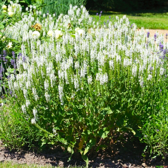 Salbei Salvia nemorosa Schneehügel weiß online kaufen
