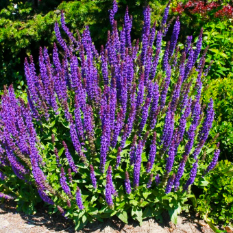 Salbei Salvia  - nemorosa Ostfriesland 