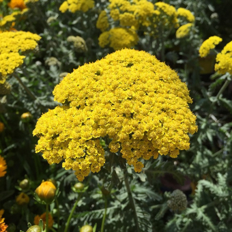 Schafgarbe Achillea - tomentosa 