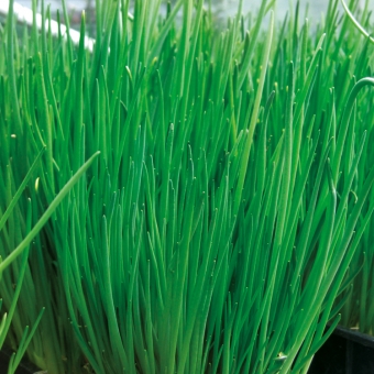 Schnittlauch Allium schoenoprasum Staro 