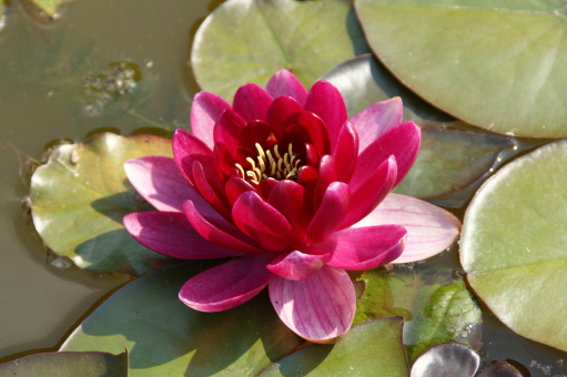 Seerose Nymphaea Burgundy Princess 