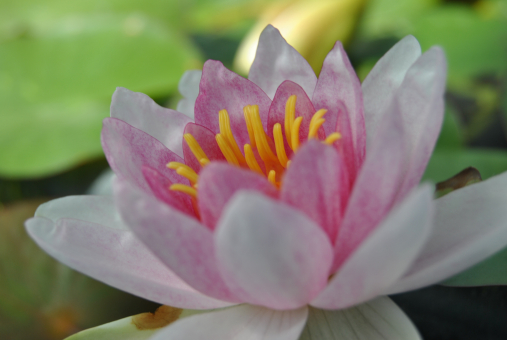 Seerose Nymphaea Fabiola 