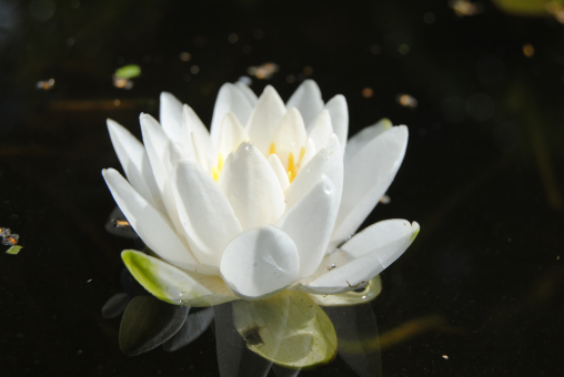 Seerose Nymphaea Gladstoniana (Pöstlingberg) 
