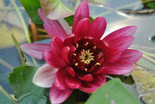 Seerose Nymphaea Rene Gerard 